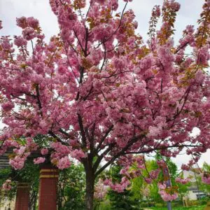 Японска вишна Kanzan – декоративно дърво с обилен розов цъфтеж