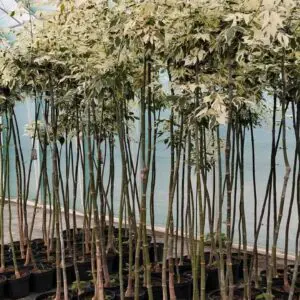 Шарени листа на ацер негундо Фламинго с розови оттенъци