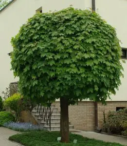 Кълбовиден шестил Acer Globosum – декоративен клен с кълбовидна корона