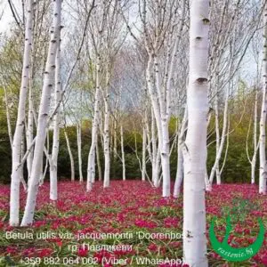 Бреза Doorenbos – декоративна бреза с яркобяла кора