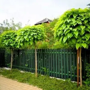 Каталпа нана – декоративно дърво с кълбовидна корона