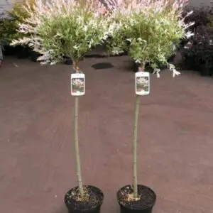 Salix integra – декоративна японска върба