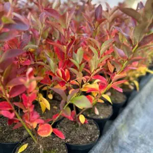 Младо растение американска боровинка в контейнер