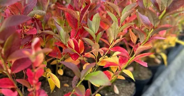 Младо растение американска боровинка в контейнер