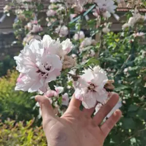 Кичест хибискус в нашият разсадник