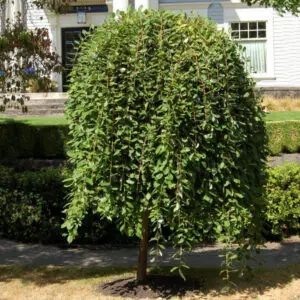 Плачеща върба Iwa в саксия – височина около 160 см Плачеща върба Iwa – декоративна плачеща корона Върба Iwa – увиснали клони и плътна зеленина Плачеща върба Iwa – готова за засаждане целогодишно Декоративна върба Iwa – акцентно дръвче за двор Плачеща върба Iwa – растение в контейнер, здрава коренова система