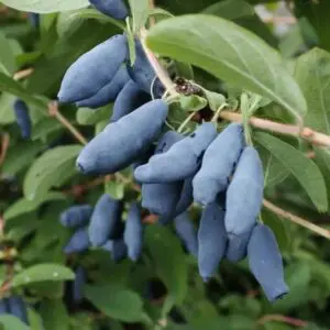 Камчатска ягода храст с плодове в градината