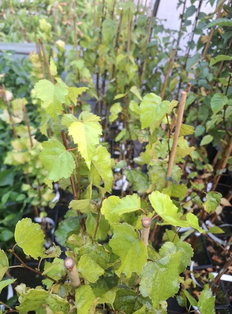 Листа на бреза Golden Obelisk със златистожълт цвят