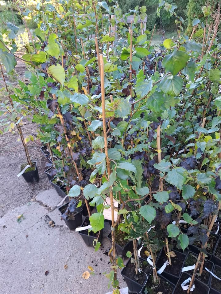 Бетула Spider – декоративна бреза с ефектна форма