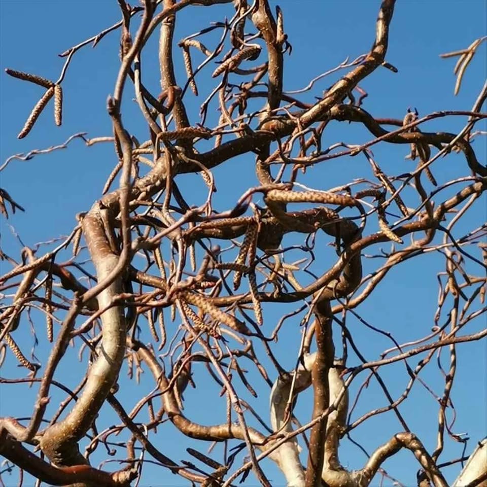 Къдрава бреза.Ефектни клони през цялата година