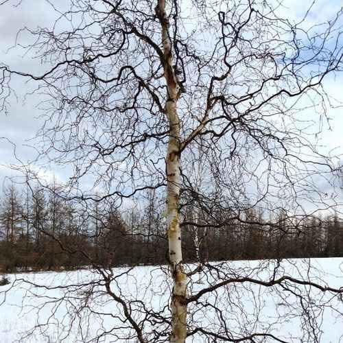 Къдрава бреза Betula pendula Spider