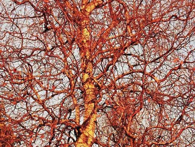 Бетула Spider – декоративна бреза с ефектна форма