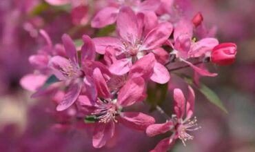 Красив цъфтеж на декоративна ябълка Ola