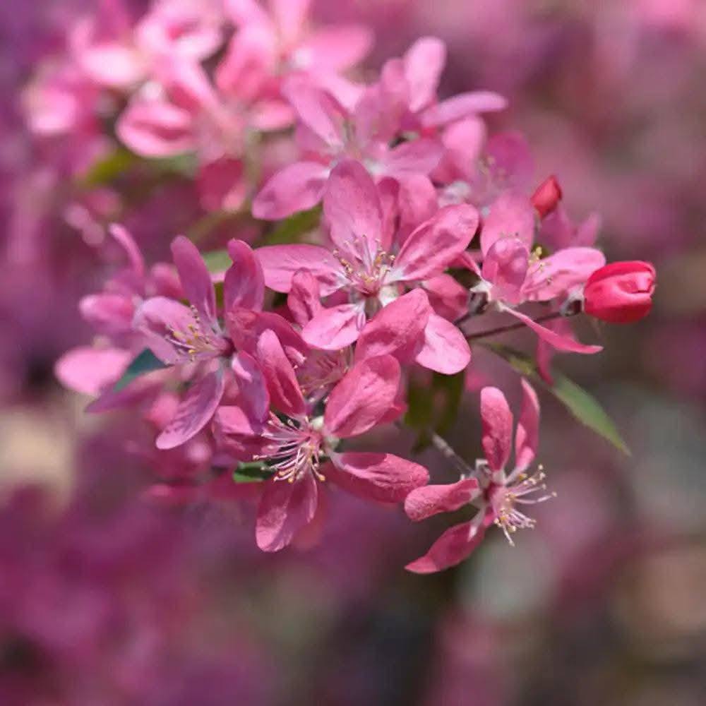 Красив цъфтеж на декоративна ябълка Ola