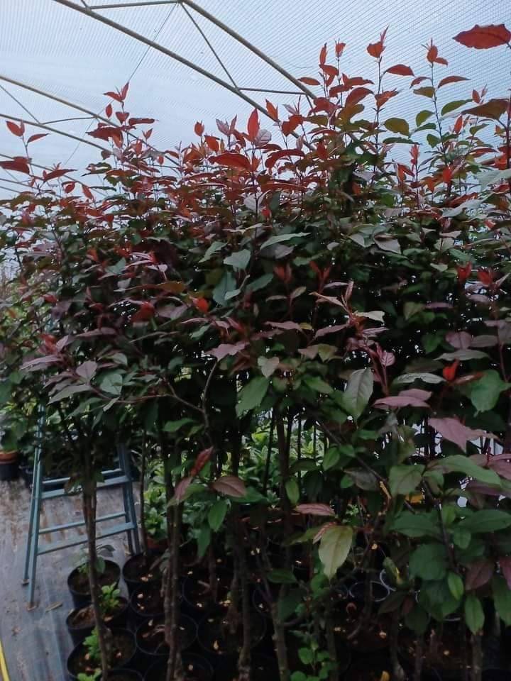 Червенолистна ябълка Royalty в саксия. Ефектни листа през целият сезон