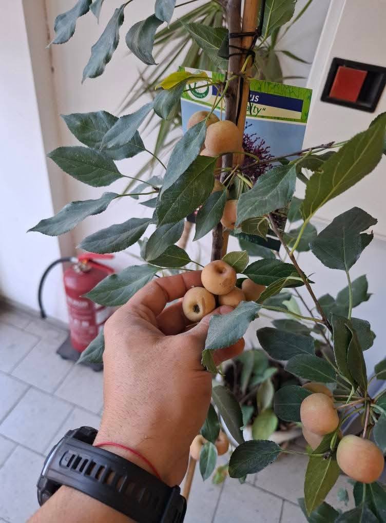 Плодове на ябълка Royalty