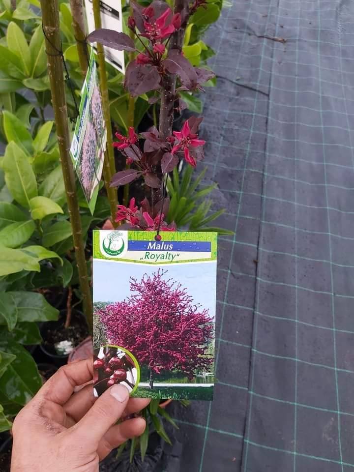 Цъфтеж на червенолистна ябълка Royalty