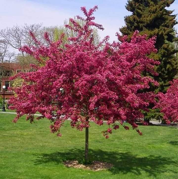 Цъфтяща декоративна ябълка Малус Royalty с пурпурни цветове