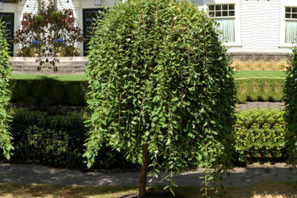 Плачеща върба Iwa в саксия – височина около 160 см Плачеща върба Iwa – декоративна плачеща корона Върба Iwa – увиснали клони и плътна зеленина Плачеща върба Iwa – готова за засаждане целогодишно Декоративна върба Iwa – акцентно дръвче за двор Плачеща върба Iwa – растение в контейнер, здрава коренова система