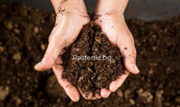 как да понижим PH на почвата