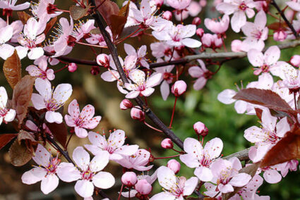 Слива Писарди декоративно дърво с червени листа
