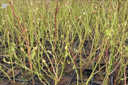 Vaccinium corymbosum растение в контейнер