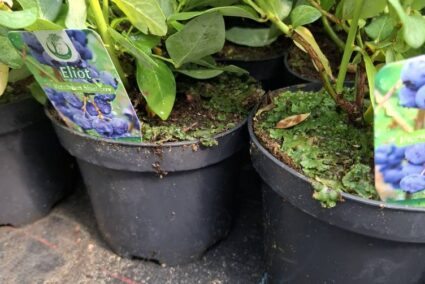 Американска боровинка Elliot в саксия в плододаване