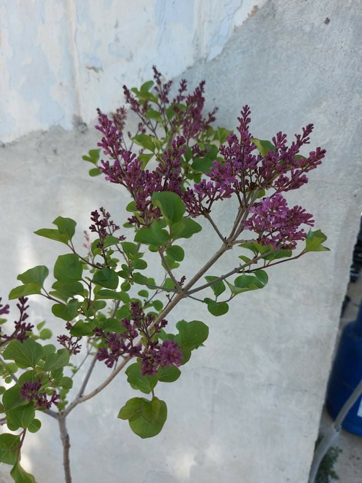 Декоративен люляк присаден на дръвче ‘Meyeri Palibin’ - Image 2