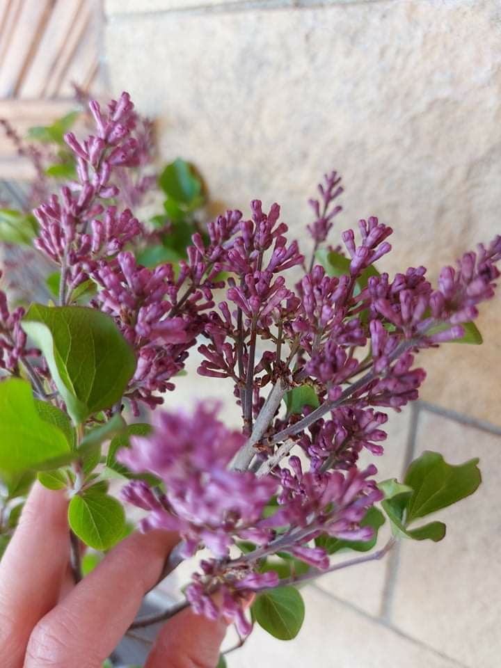 Декоративен люляк присаден на дръвче ‘Meyeri Palibin’ - Image 3