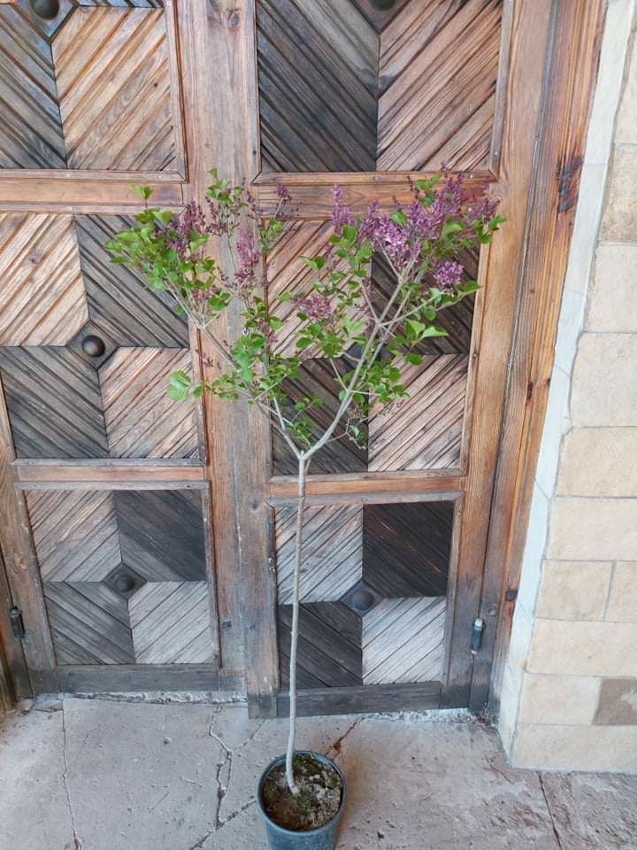 Декоративен люляк присаден на дръвче ‘Meyeri Palibin’ - Image 4