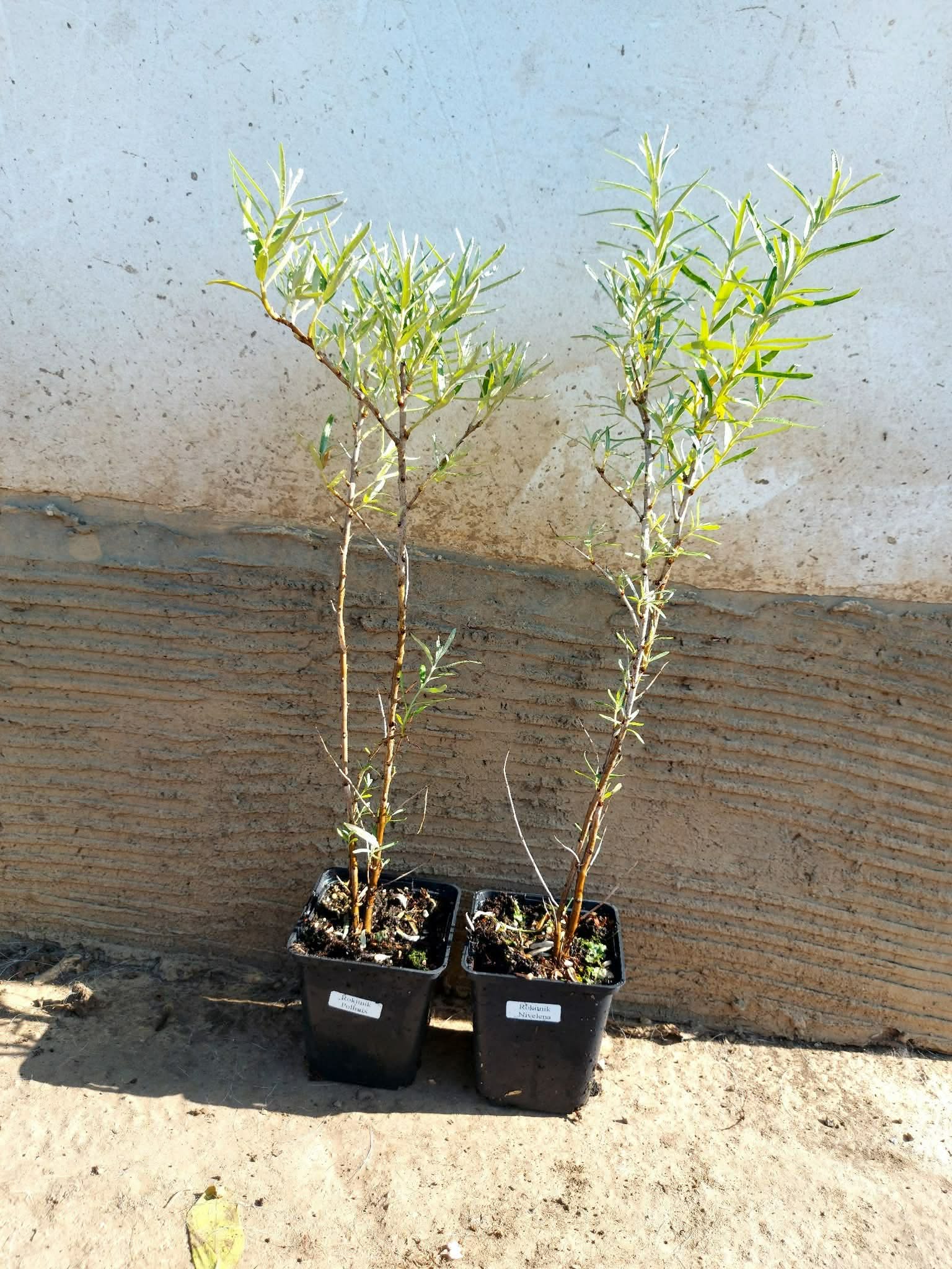 Облепиха (Hippophae rhamnoides) в саксия - Image 3