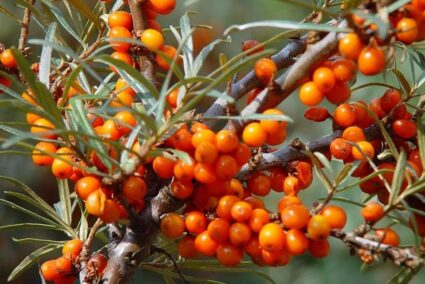 Облепиха в саксия с ярко оранжеви плодове