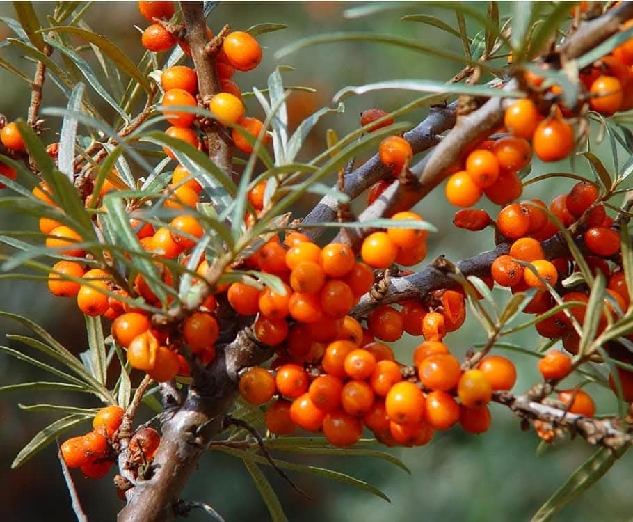 Облепиха в саксия с ярко оранжеви плодове